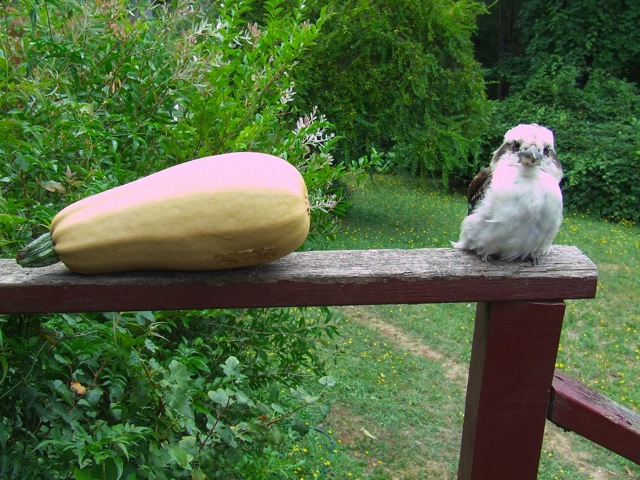 Andy & the giant Zucchini  (Kalorama Summer)