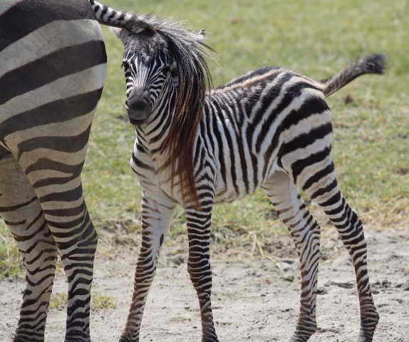 zebra